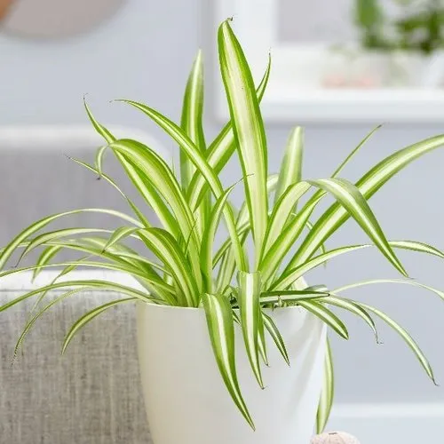 Ari Spider Plants, Epipremnum Aureum